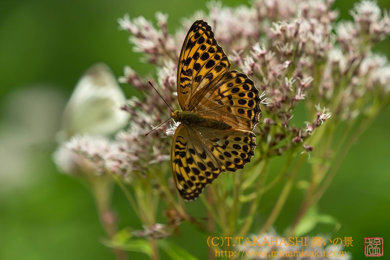 ../Images/7R250809 (354).jpg